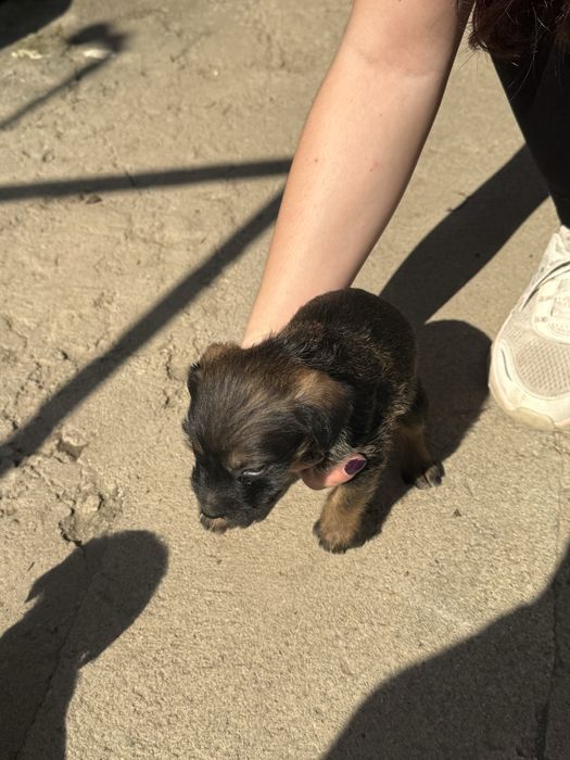 Dou cão macho cerca de 2 meses