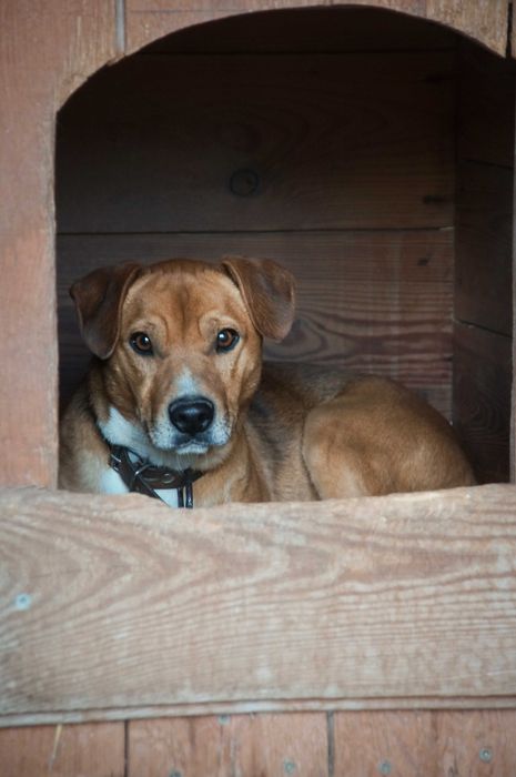 TOTO – wesoły i energiczny psiaczek szuka domu!