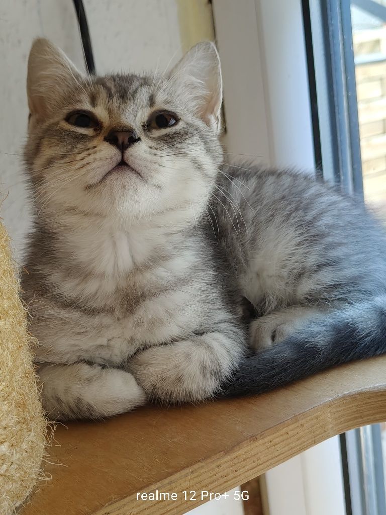 Prześliczny kocurek Brytyjski Silver -Tabby jak z reklamy rodowodowy