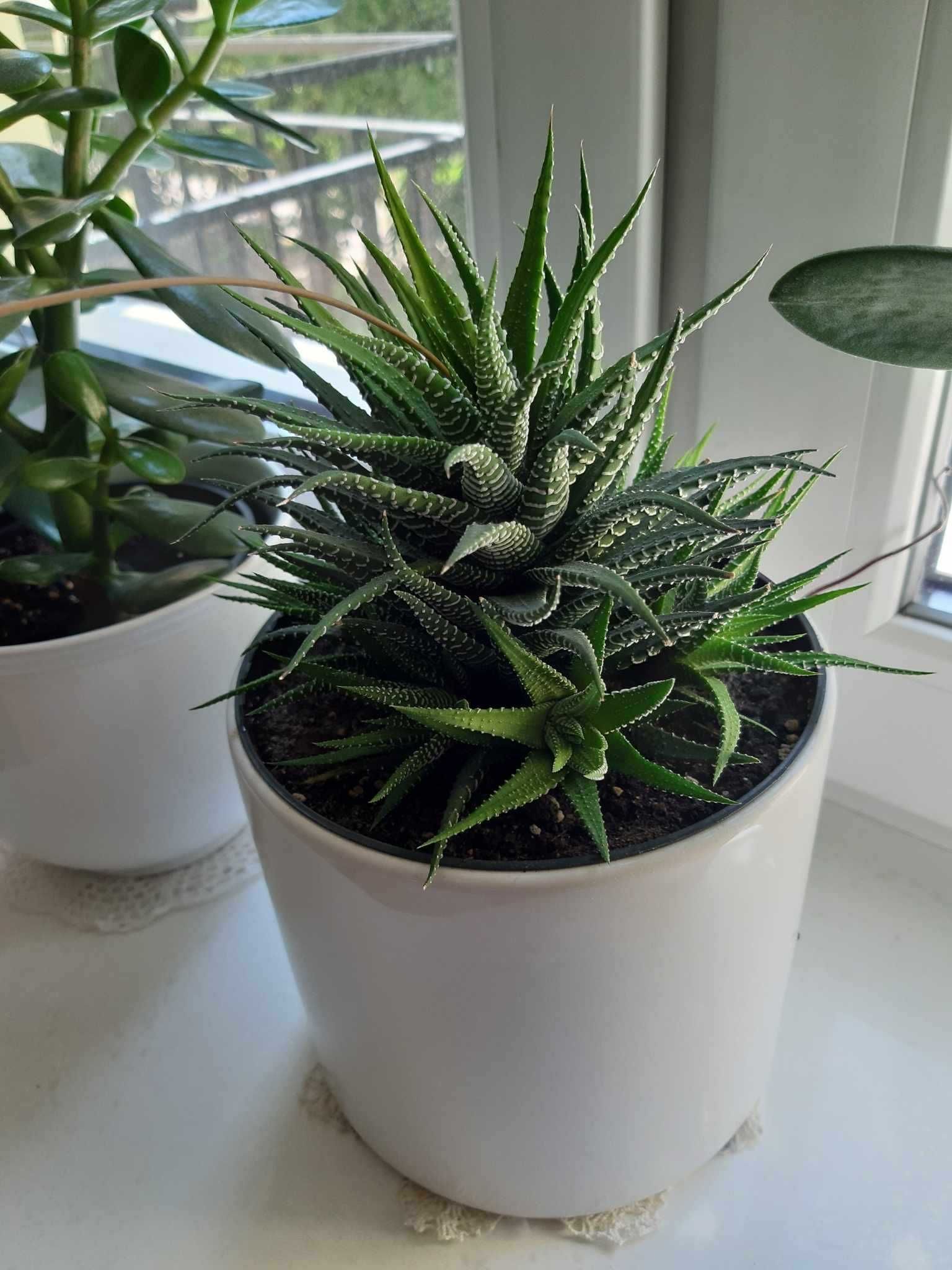 Haworsja Haworthia wąskolistna lub pasiasta kaktus