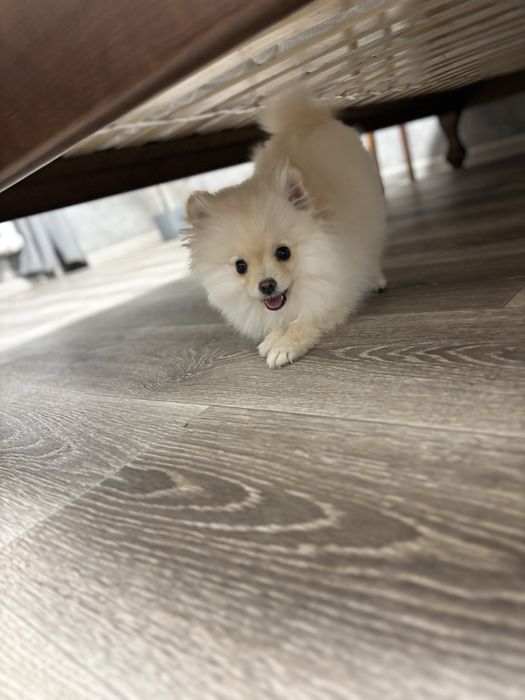 Продам Собачку Шпіца