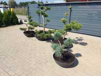 Sosna czarna bonsai - niwaki- drzewka formowane  na taras , do ogrodu