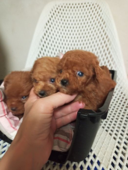 Мікро дітки МальтіпуF2