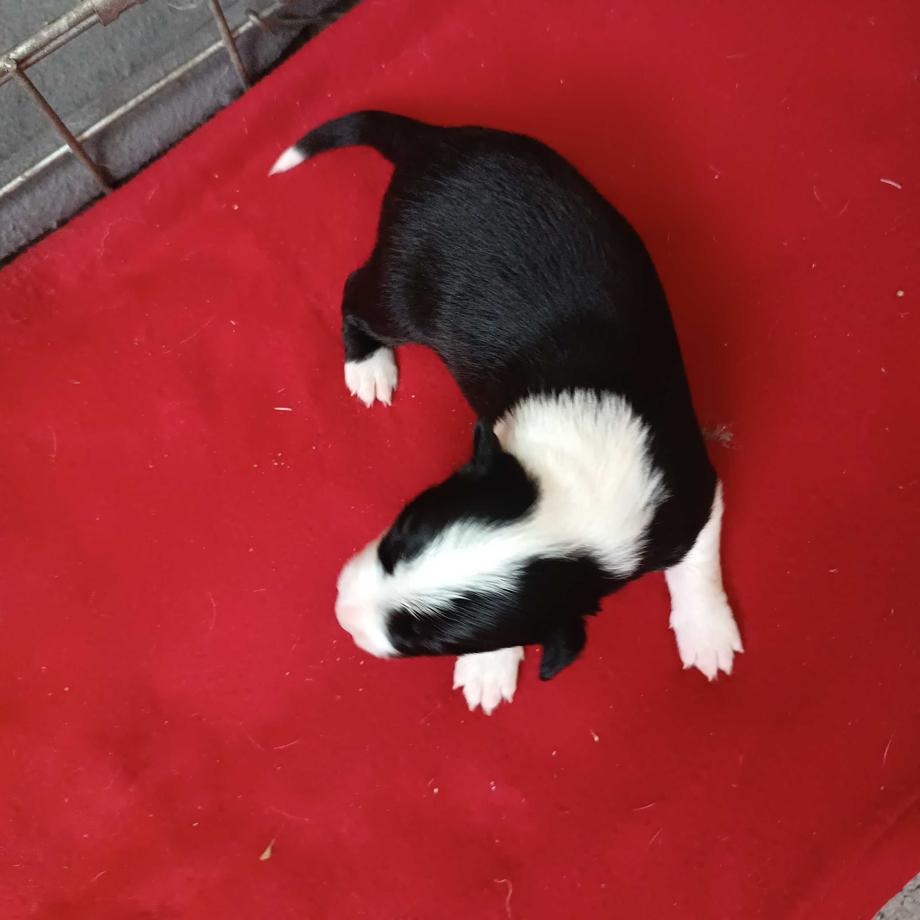 Border Collie z rodowodem