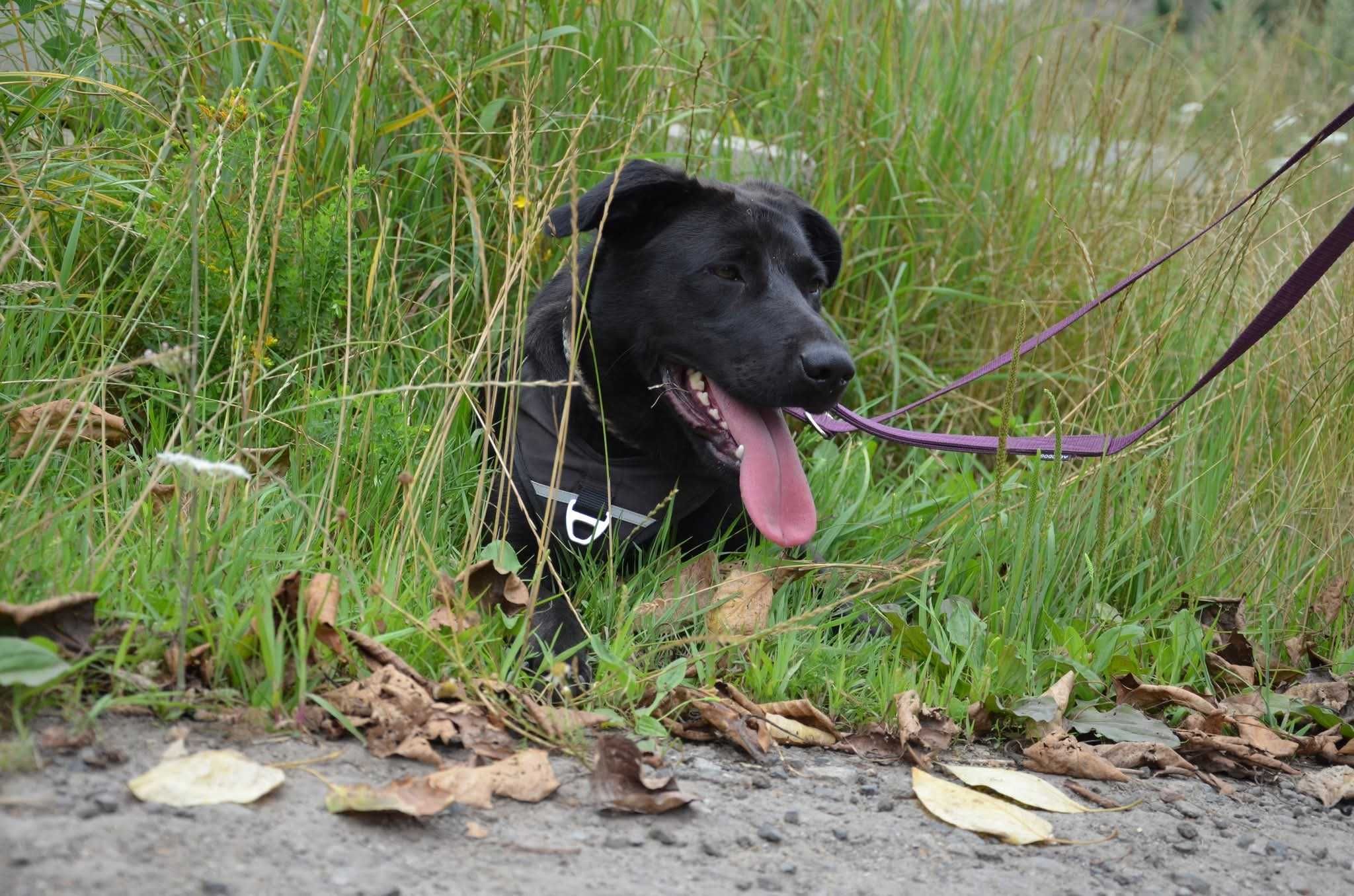 EMI czarna piękność w typie labrador ADOPCJA