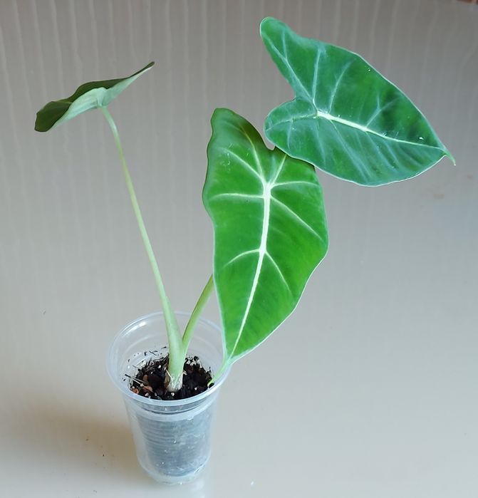 Алоказія Мішольтца