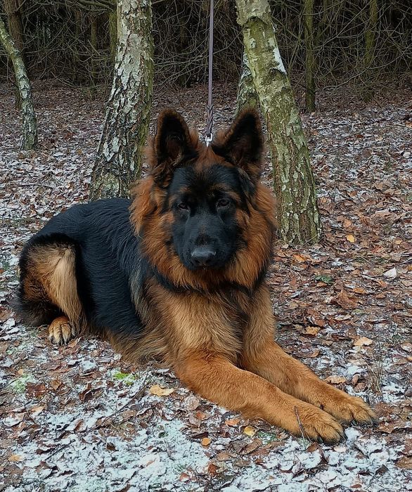 Owczarek niemiecki długowłosy FCI