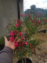 OLEANDER-wieloletnia roślina kwitnąca-Szkółka.