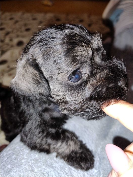 Цуценя цвергшнауцера