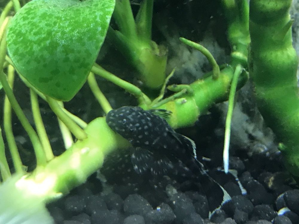Ancistrus diversos