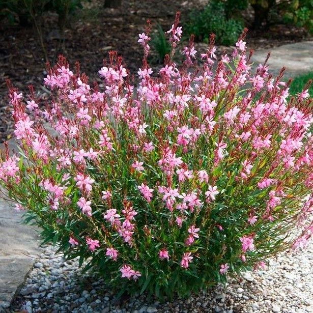 Продам гуру и вересковую астра в горшках