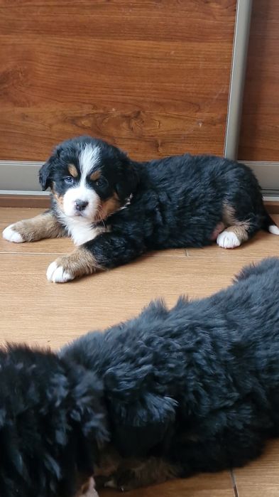 Szczeniaki berneński pies pasterski drugi miot