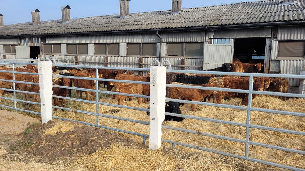 wygrodzenia, panele ogrodzenowe wygrodzeniowe dla bydła mięsnego TEXAS