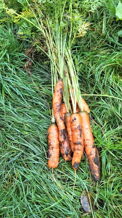 Домашня морква , буряк червоний