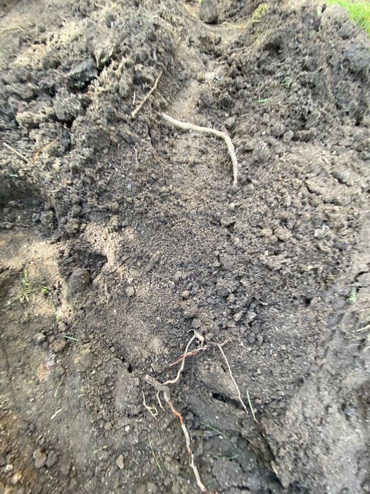 Ziemia ogrodowa - żyzna