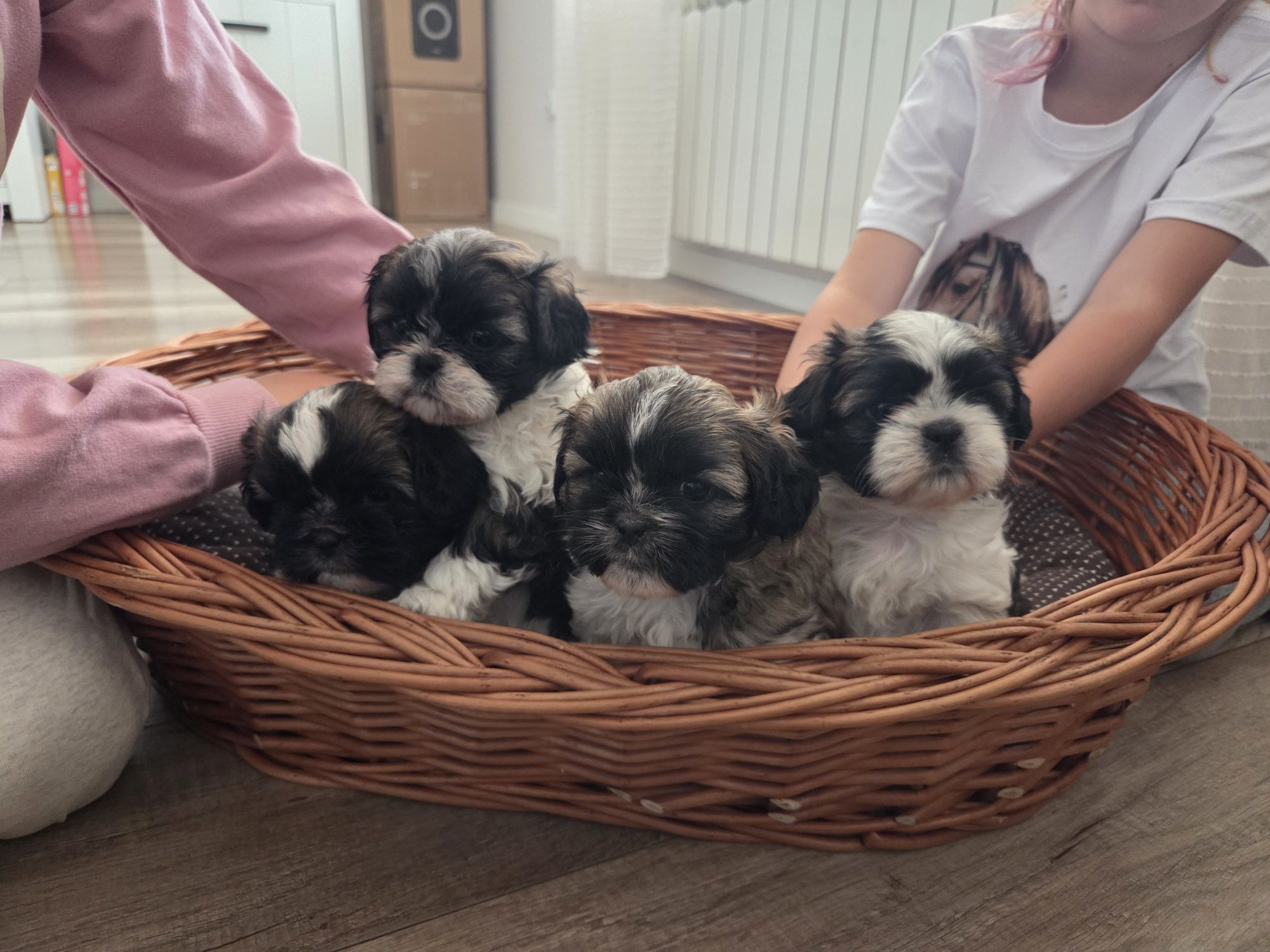 Piękne shih tzu zapraszam
