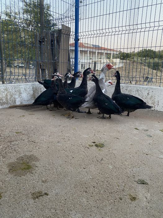 Patos mudos do campo