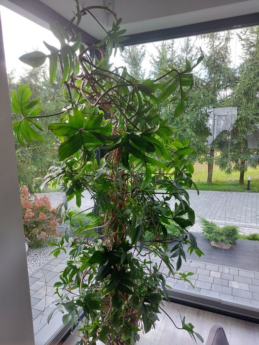 Pedatum philodendron