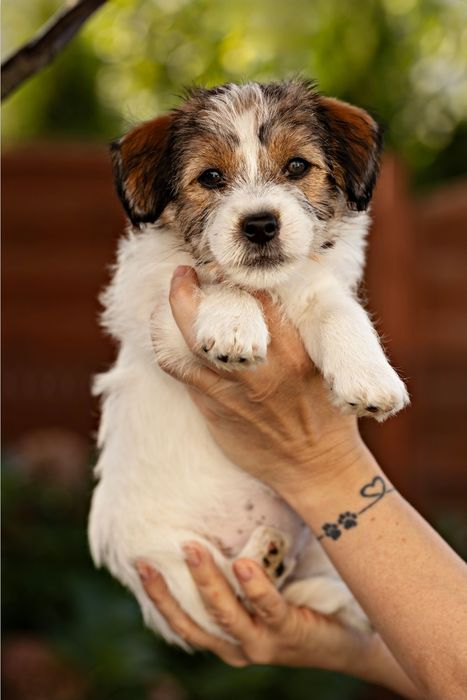 Jack Russell Terrier szorstkowłosy