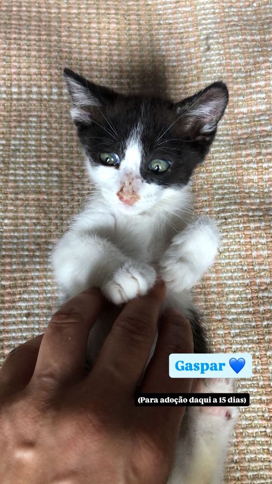 11 Gatinhos bebes para adocao