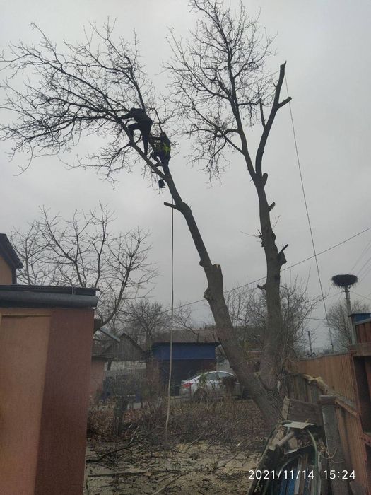 Зрізання дерев, Спил, Кронування, Корчування!