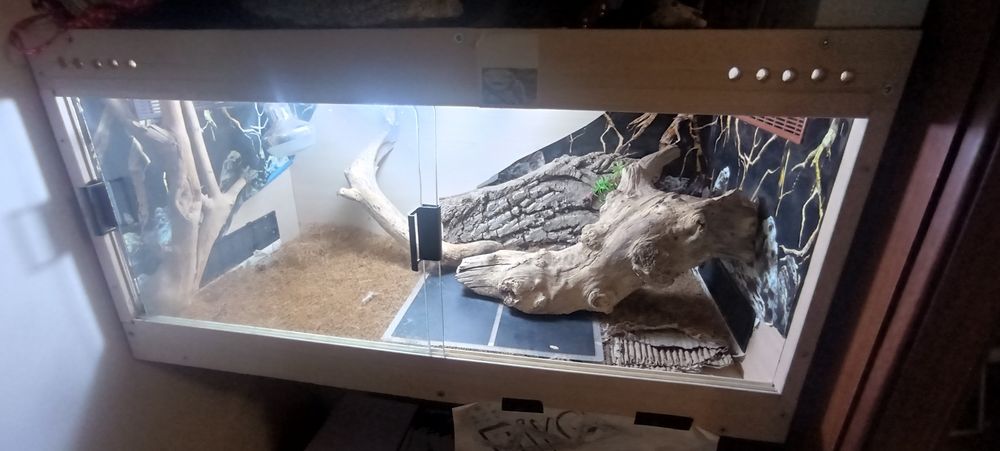 Домашній дракон агама