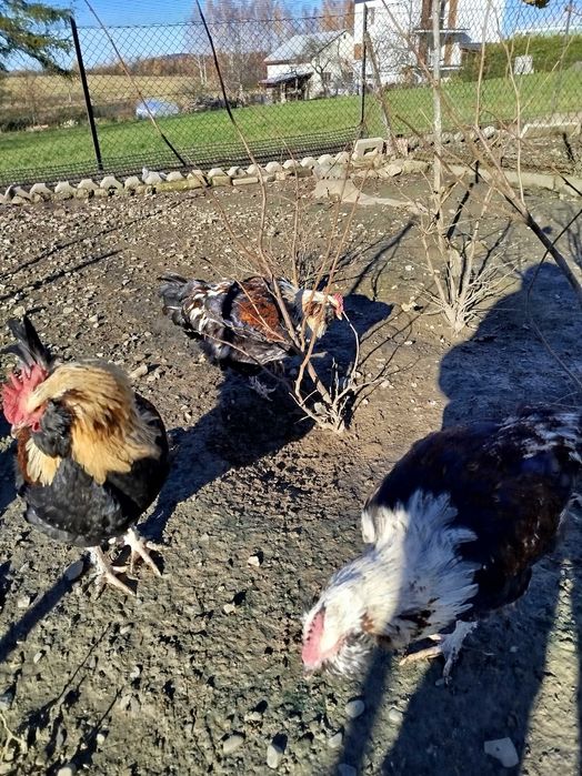 Koguty faweroli łososiowej