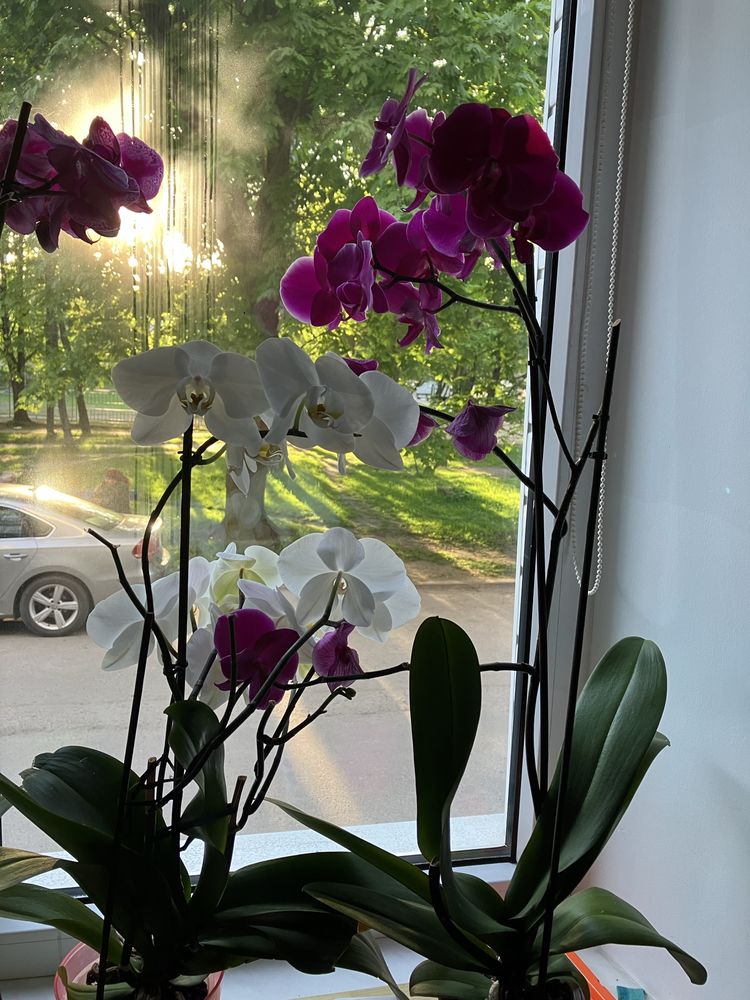 Продаються вазони Плетиста вічнозелений вазон, Орхідея,Алое вера