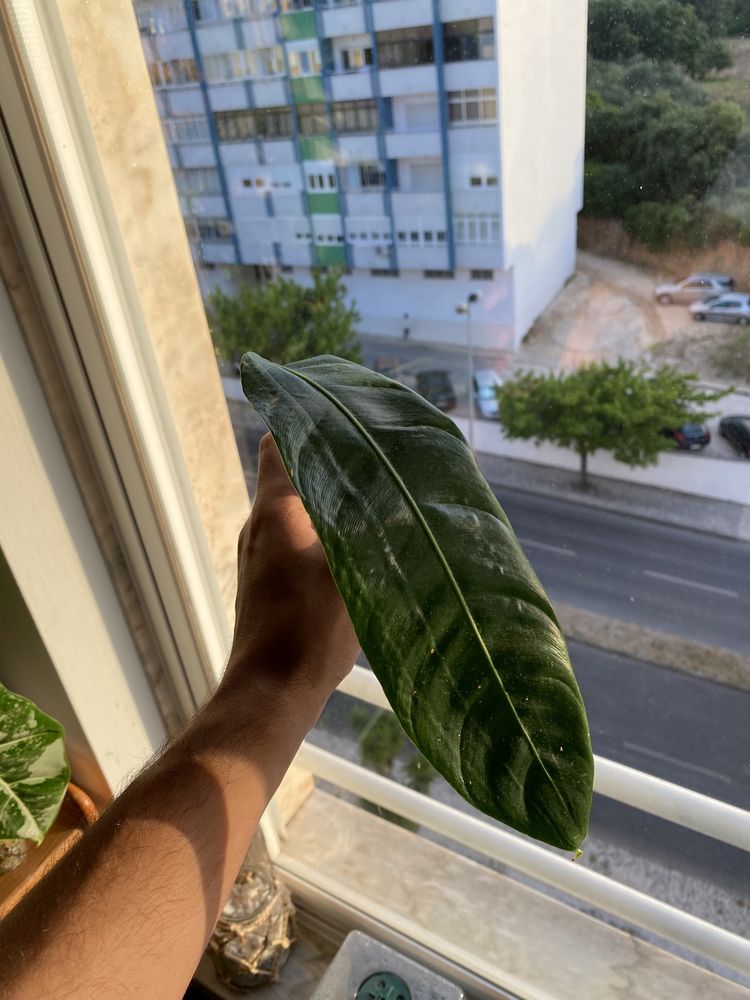 Philodendron Patriciae (cutting)