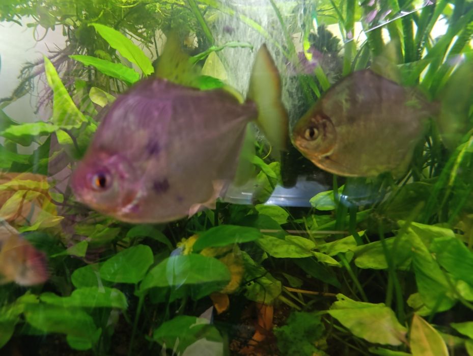 Płaskobok Tępogłowy trzy sztuki , Pawie Oko jedno