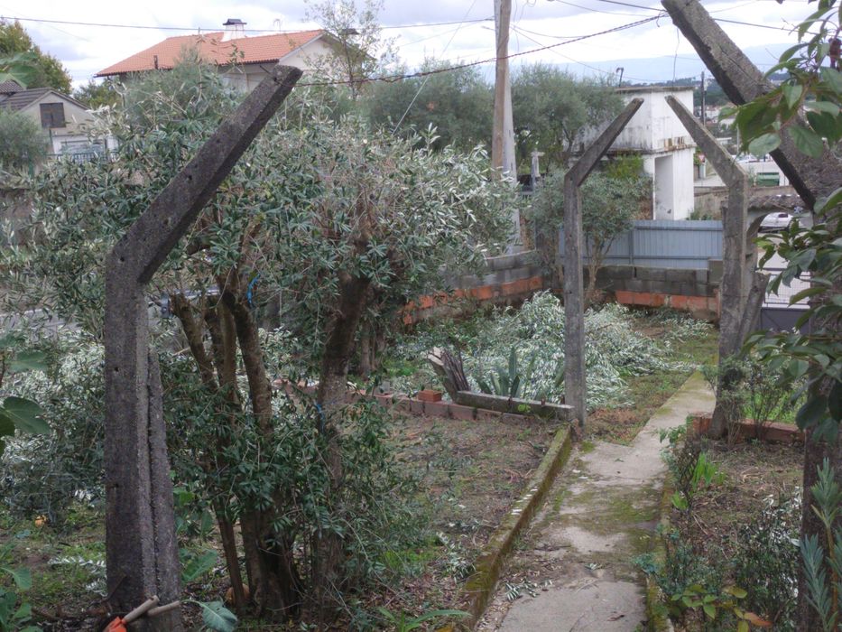 Oliveiras de boa qualidade