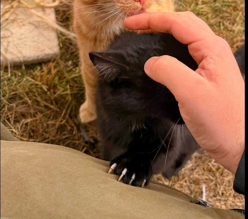 Czarny kotek – oddam za darmo