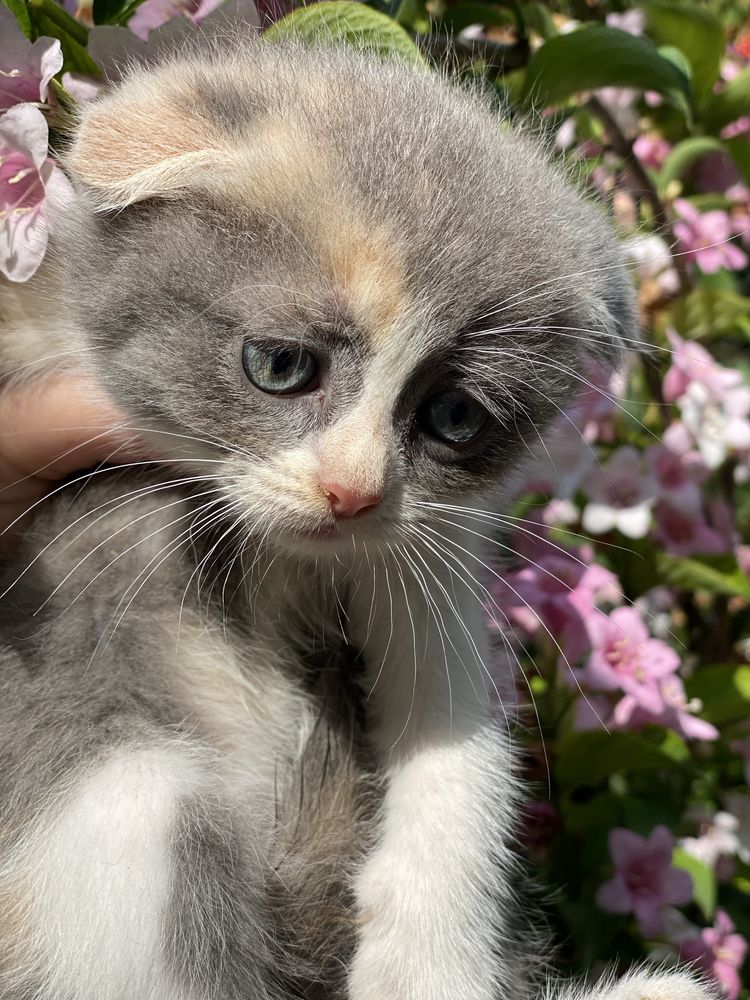 Кошечка 2 месяца