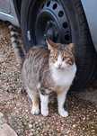 Gato Boni procura familia para sempre