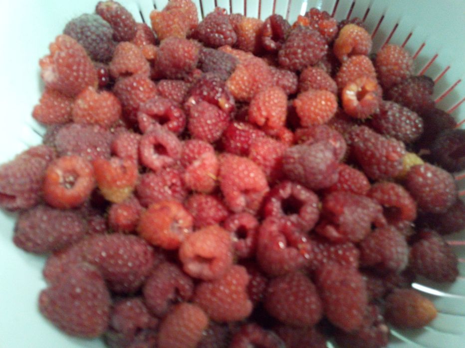 Vendo plantas de framboesa.