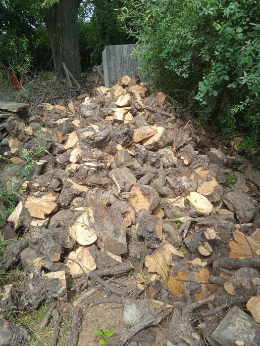 Drewno opałowe pieńki jabłoń