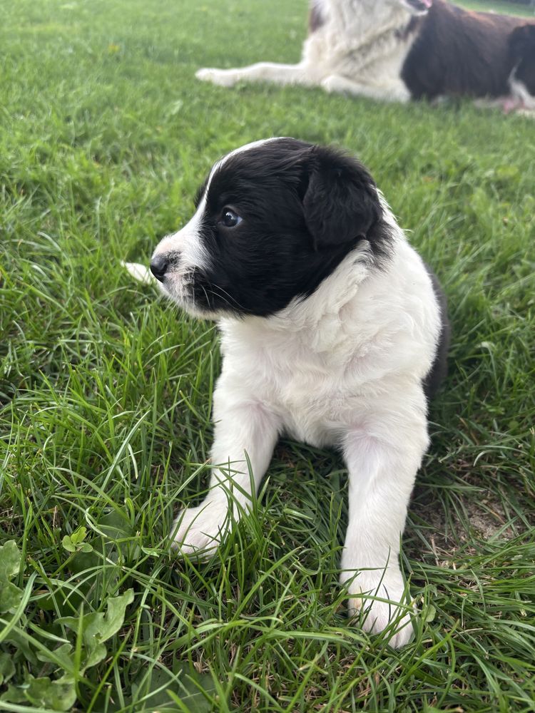 Border collie ZKwP