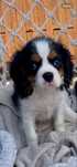 Cavalier king charles spaniel samiec