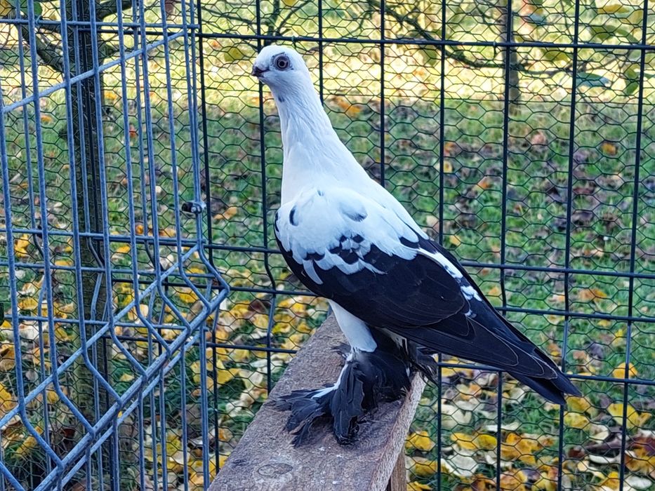 Motyl warszawski ,samczyk z 25r.