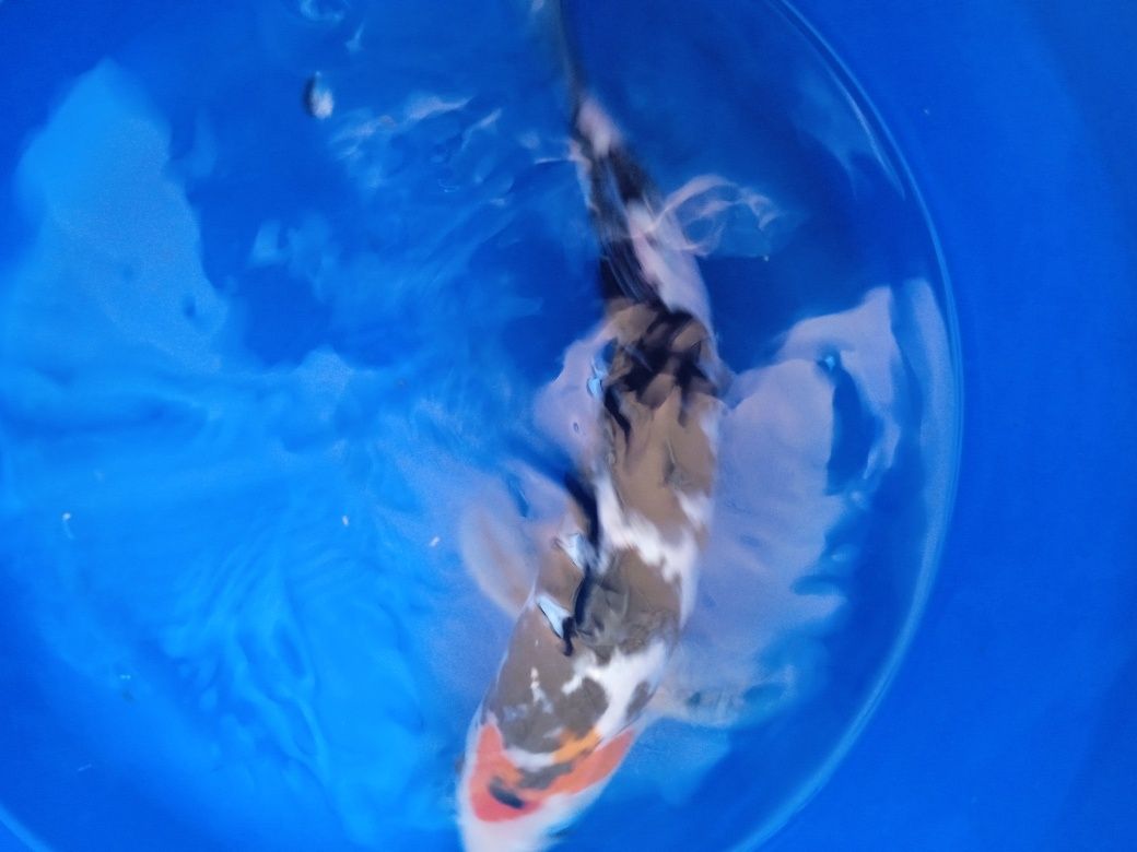 Carpa. Koi  showa