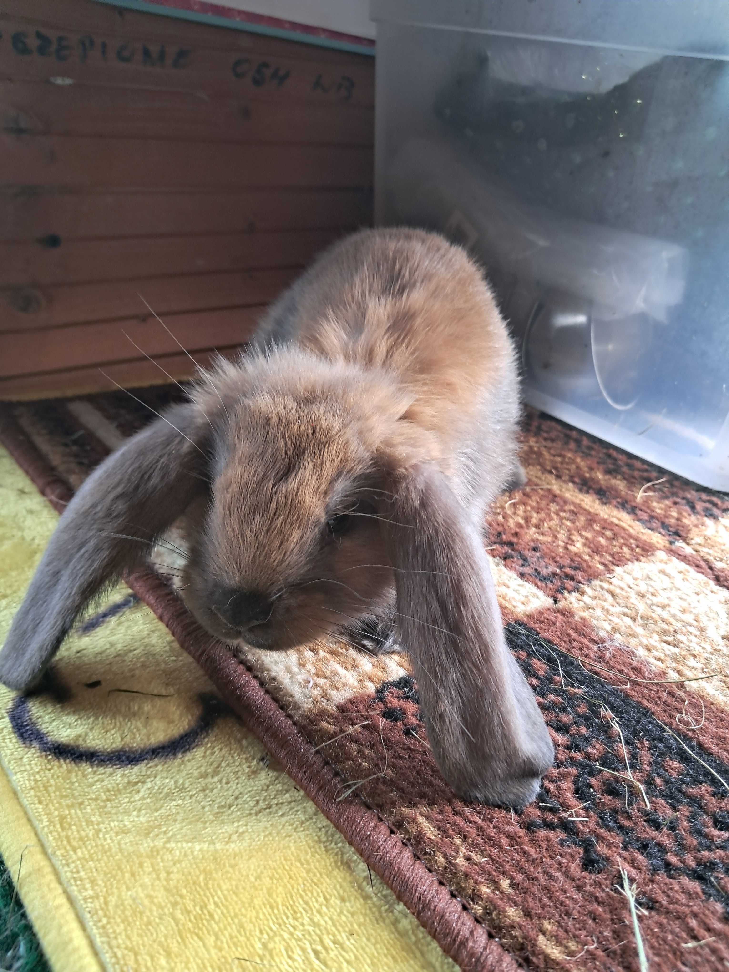 Samce BFM baran francuski Madagaskar