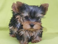Yorkshire Terrier Miniaturowy