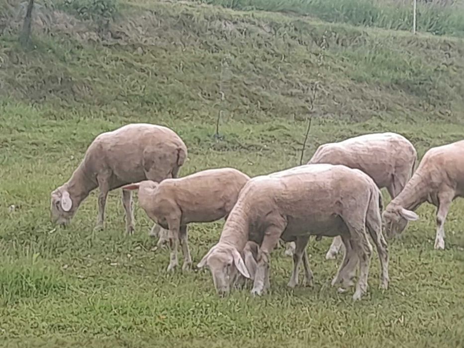 Продам барана Мериноландшафт
