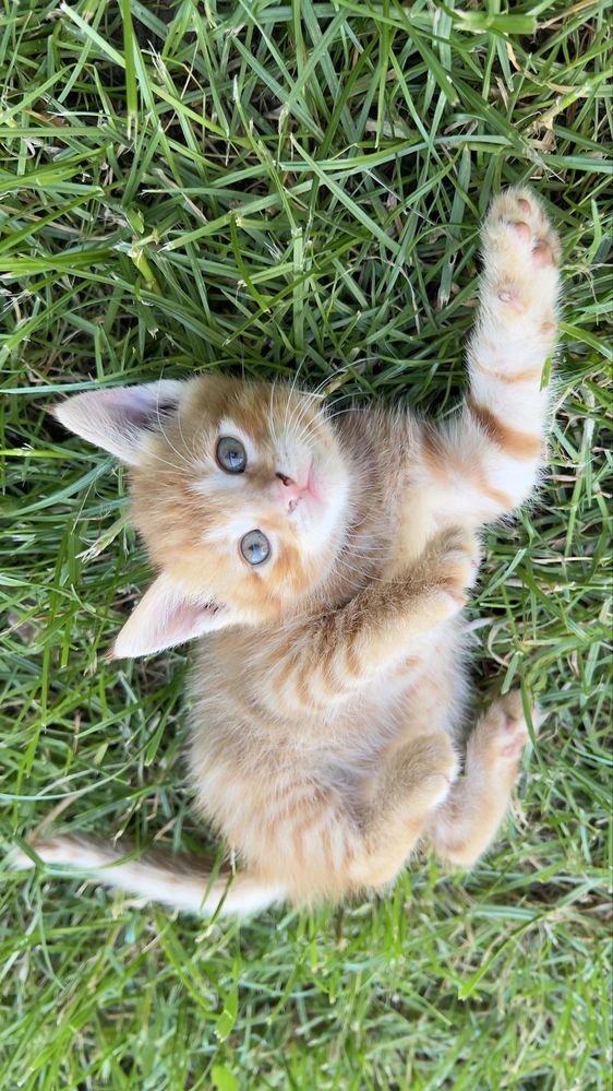 Віддаємо кошенят в добрі руки. Котики/киця/кіт/кошеня