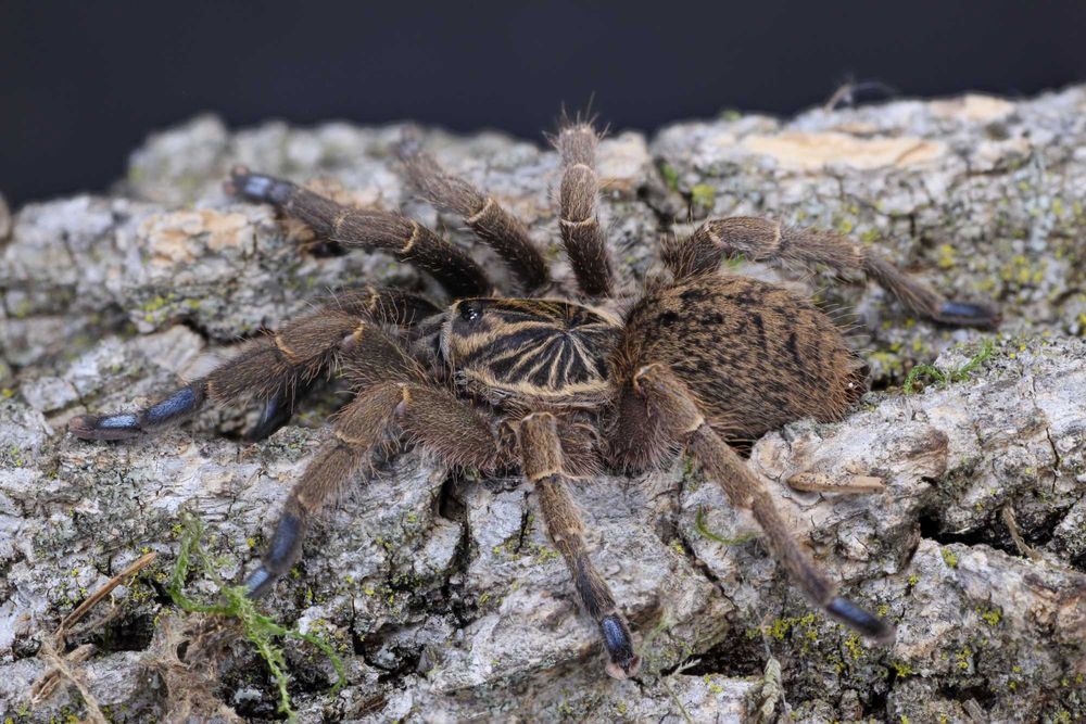 Idiothele mira DORSOŁA SAMICA