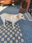 Labrador z rodowodem