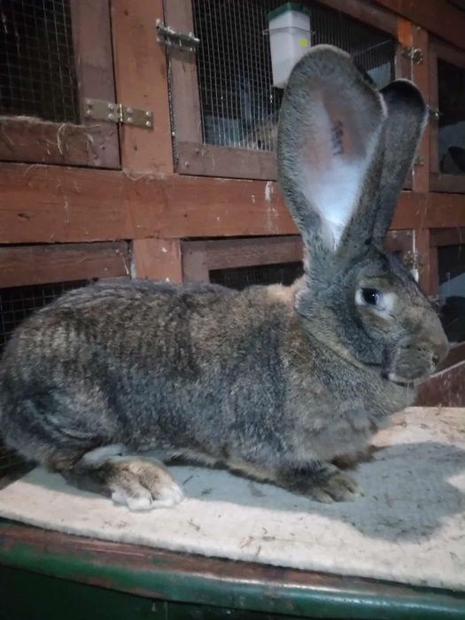 Olbrzym belgijski samce