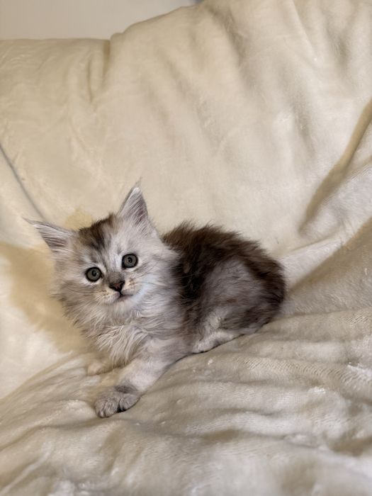 Kotka Maine Coon ns 11 shaded