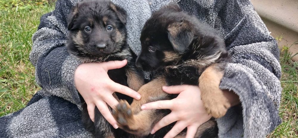 Продам щенков немецкой офчарки