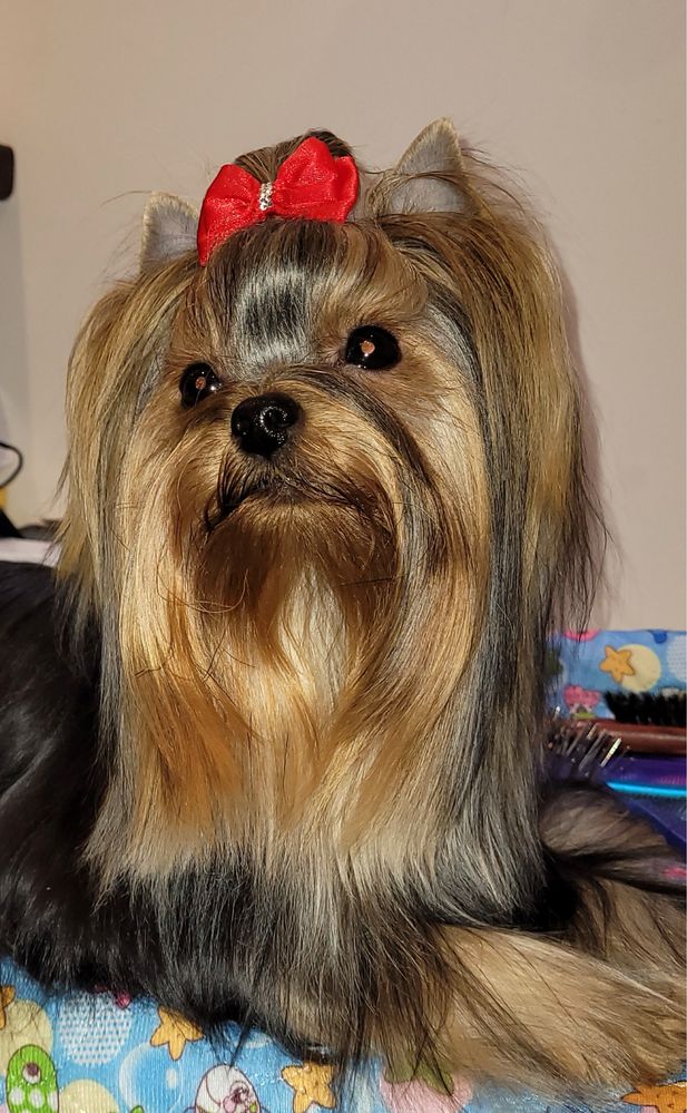 Yorkshire Terrier  ZkwP / FCI